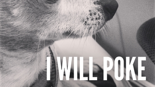 ALERT. ALERT. DOG STILL HATES YOU.